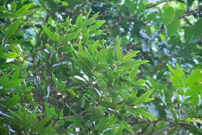 Nestegis cunninghamii, photographed by M Rutherford