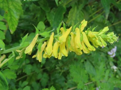 Corydalis balansae, photographed by chiuluan