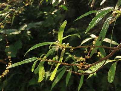 Debregeasia orientalis, photographed by chiuluan