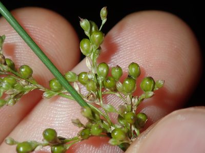 Juncus usitatus, photographed by Thomas Mesaglio