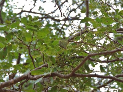 Brachystegia spiciformis, photographed by i_c_riddell