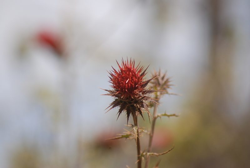 Cirsium ehrenbergii, photographed by Leslie Alanís