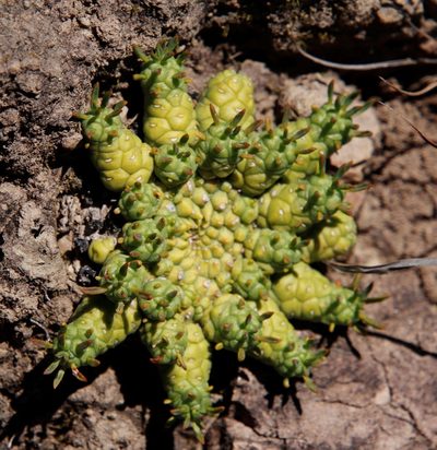 Euphorbia flanaganii, photographed by Tony Rebelo