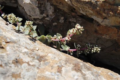 Crassula obovata, photographed by Tony Rebelo