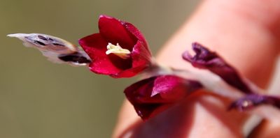 Dierama reynoldsii, photographed by Tony Rebelo