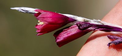 Dierama reynoldsii, photographed by Tony Rebelo