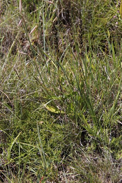 Buchnera simplex, photographed by Tony Rebelo