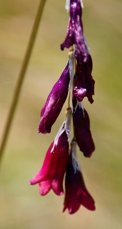 Dierama reynoldsii, photographed by Tony Rebelo