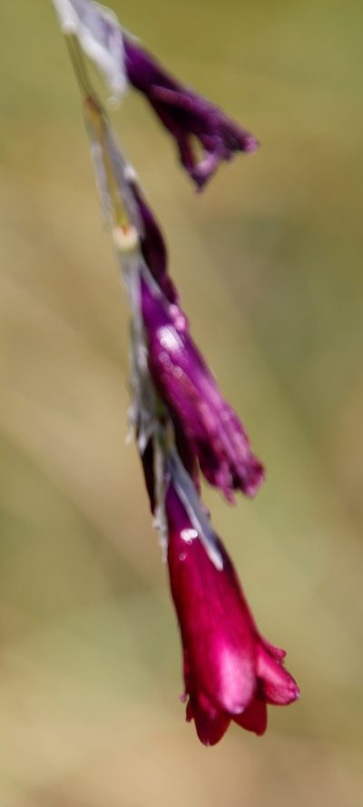 Dierama reynoldsii, photographed by Tony Rebelo
