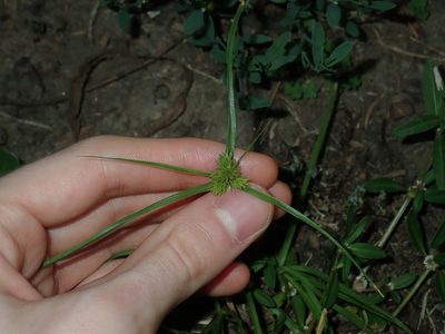 Cyperus aggregatus, photographed by Thomas Mesaglio