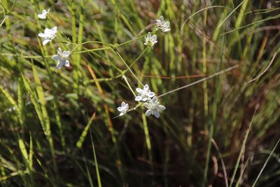 Alepidea duplidens, photographed by Tony Rebelo