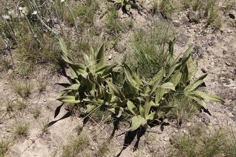 Hypoxis multiceps, photographed by Tony Rebelo