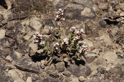 Crassula obovata, photographed by Tony Rebelo