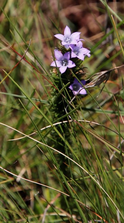 Wahlenbergia fasciculata, photographed by Tony Rebelo