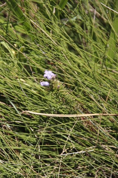 Wahlenbergia fasciculata, photographed by Tony Rebelo