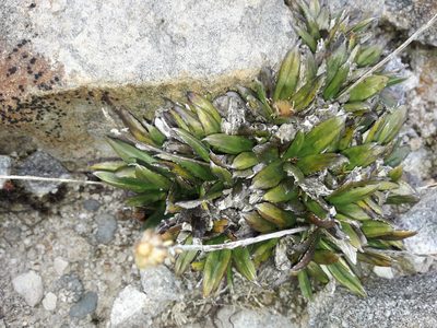 Celmisia dubia, photographed by naturewatchwidow