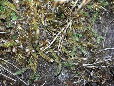 Lateristachys diffusa, photographed by naturewatchwidow
