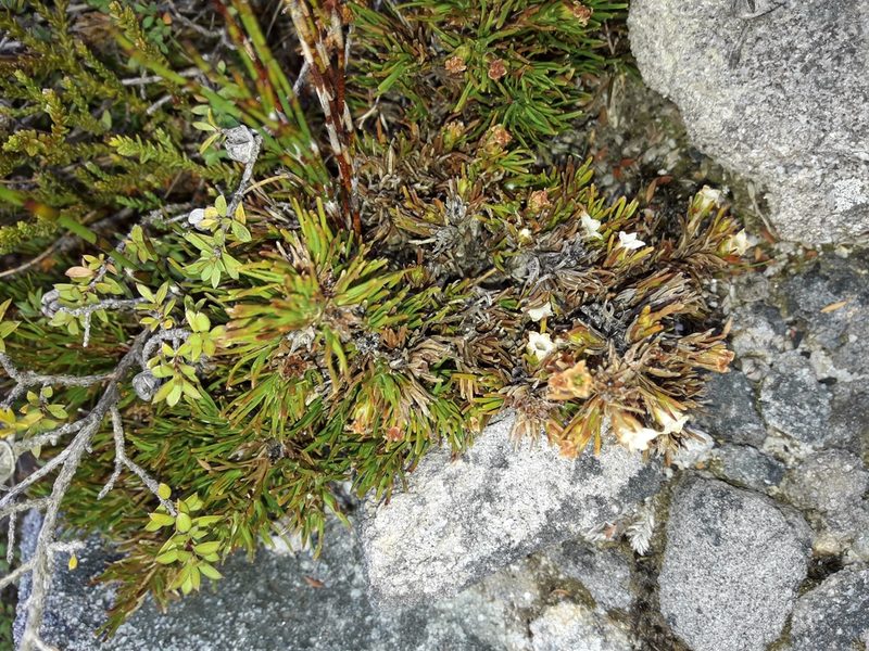 Dracophyllum densum, photographed by naturewatchwidow