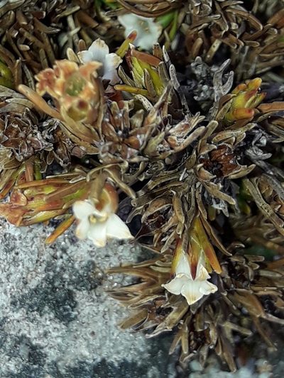 Dracophyllum densum, photographed by naturewatchwidow