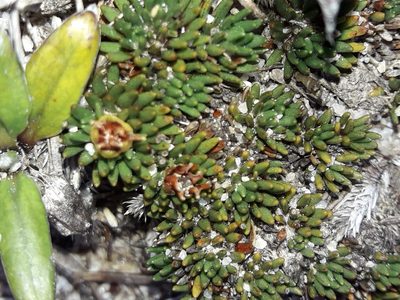 Donatia novae-zelandiae, photographed by naturewatchwidow