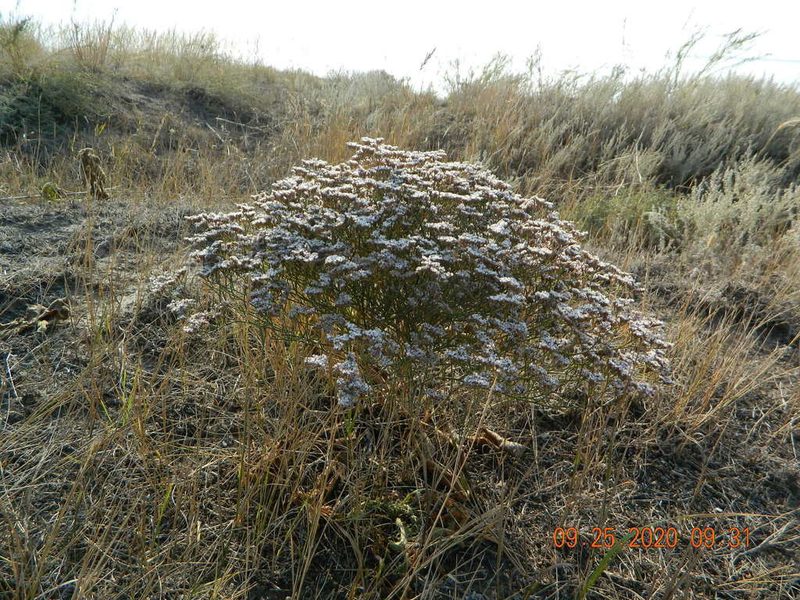 Limonium sareptanum, photographed by Galyna Mykytynets