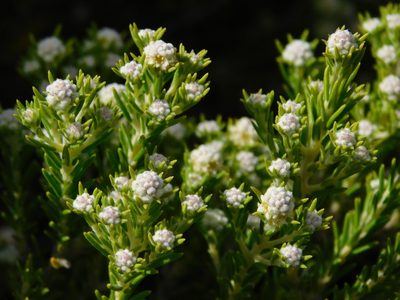 Phylica wittebergensis, photographed by Rebecca Ryen-Stols