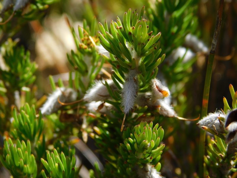 Aspalathus congesta, photographed by Rebecca Ryen-Stols