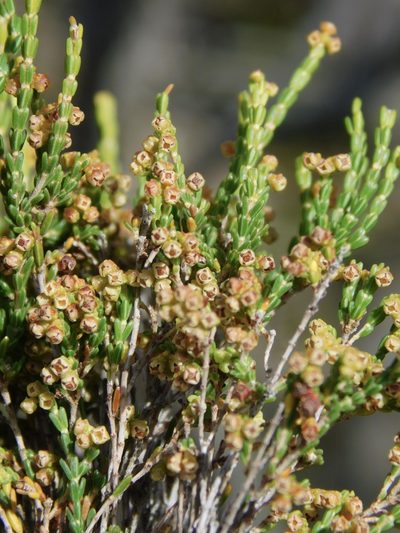 Erica melanomontana, photographed by Rebecca Ryen-Stols
