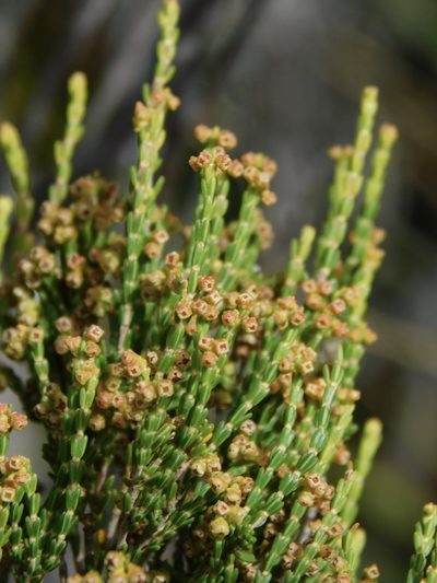 Erica melanomontana, photographed by Rebecca Ryen-Stols