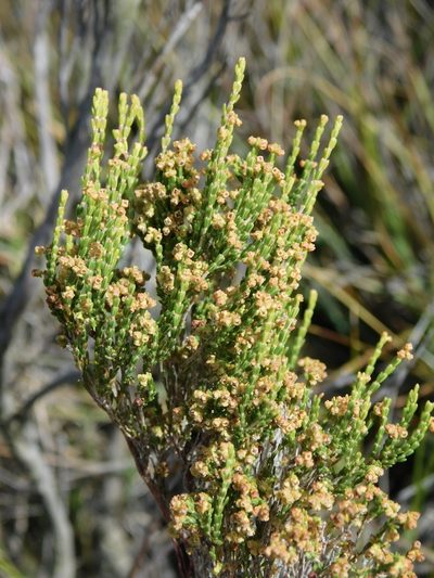 Erica melanomontana, photographed by Rebecca Ryen-Stols