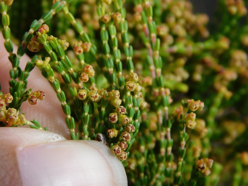 Erica melanomontana, photographed by Rebecca Ryen-Stols