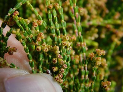 Erica melanomontana, photographed by Rebecca Ryen-Stols