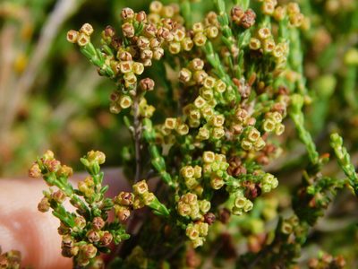 Erica melanomontana, photographed by Rebecca Ryen-Stols