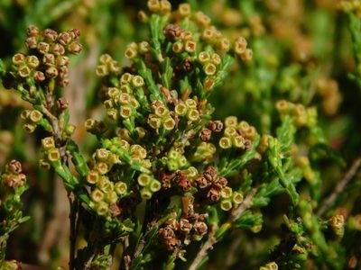 Erica melanomontana, photographed by Rebecca Ryen-Stols