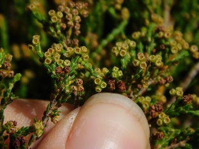 Erica melanomontana, photographed by Rebecca Ryen-Stols