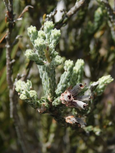 Erica strigilifolia, photographed by Rebecca Ryen-Stols