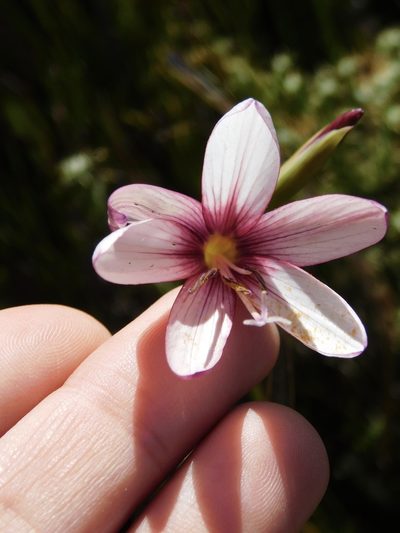 Geissorhiza fourcadei, photographed by Rebecca Ryen-Stols