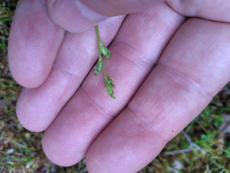 Microtis oligantha, photographed by Leon Perrie