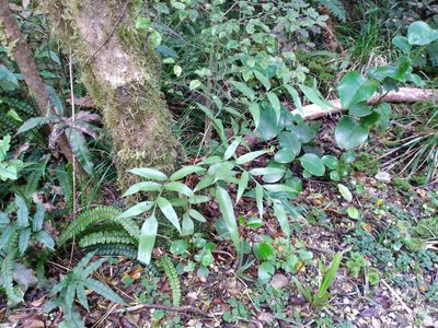 Asplenium lepidotum, photographed by Leon Perrie