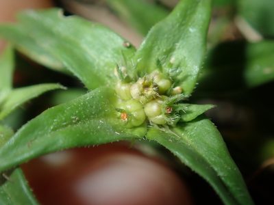 Richardia stellaris, photographed by Thomas Mesaglio