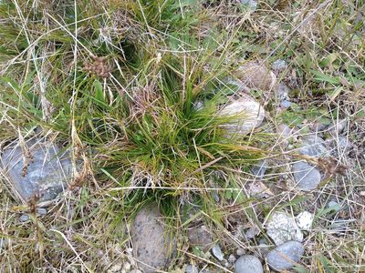 Juncus squarrosus, photographed by Leon Perrie