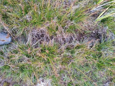 Juncus squarrosus, photographed by Leon Perrie