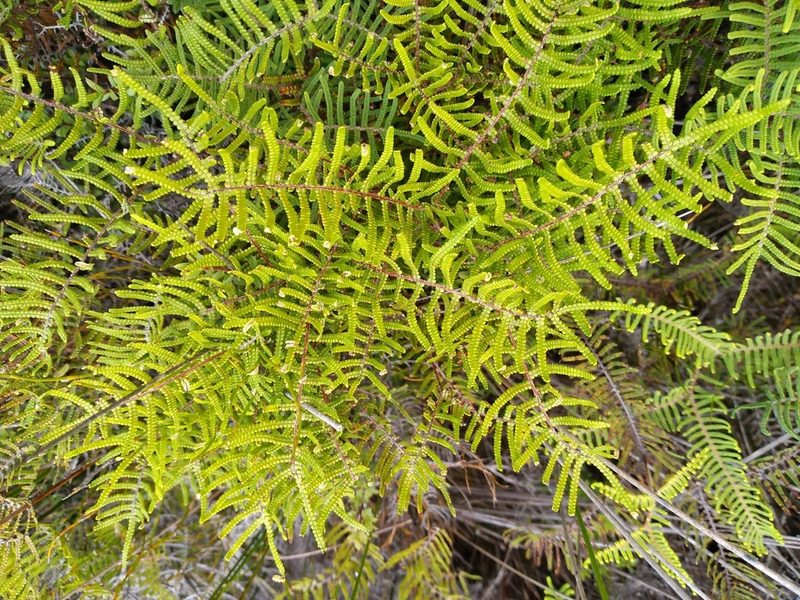 Gleichenia inclusisora, photographed by Leon Perrie