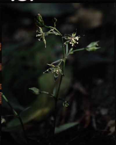 Swertia tashiroi, photographed by Hibiki Katayama