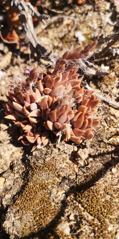 Anacampseros trigona, photographed by leandra-k_89