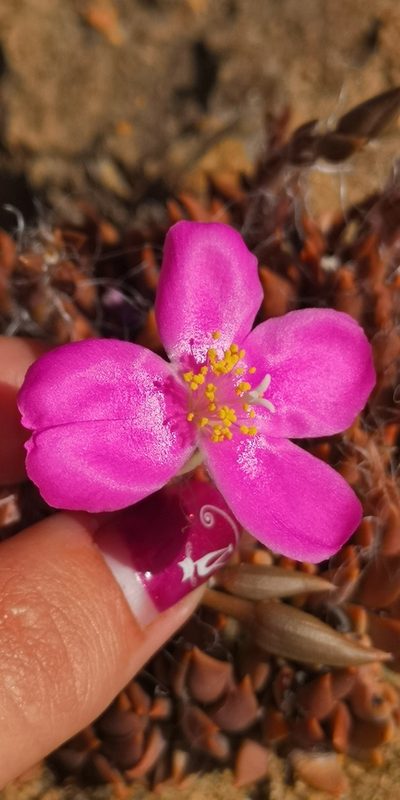 Anacampseros trigona, photographed by leandra-k_89