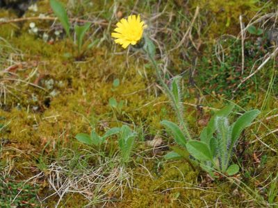 Hieracium alpinum, photographed by Andrew Bazdyrev