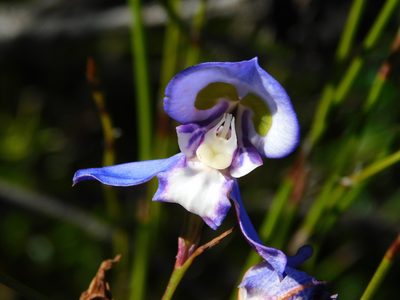 Disa graminifolia, photographed by Rebecca Ryen-Stols