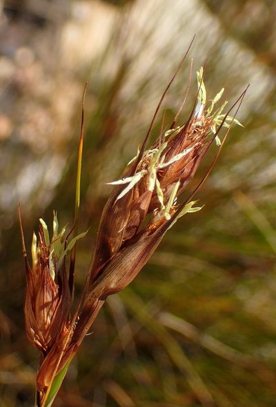 Tetraria fourcadei, photographed by Nicola van Berkel