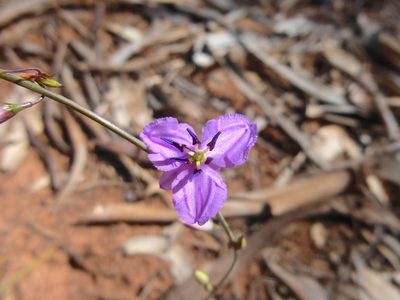 Dichopogon fimbriatus, photographed by Kiri Bee